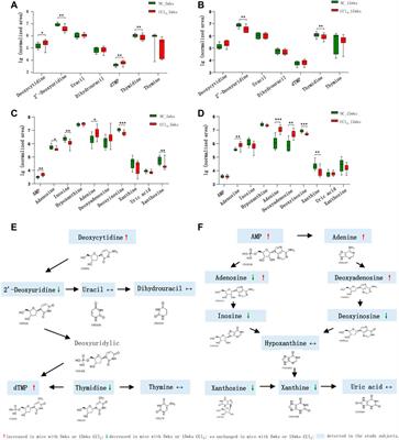 Dynamic Alterations of the Gut Microbial Pyrimidine and Purine Metabolism in the Development of Liver Cirrhosis